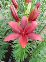 [4127 Catari Corleone VWS No02.JPG]